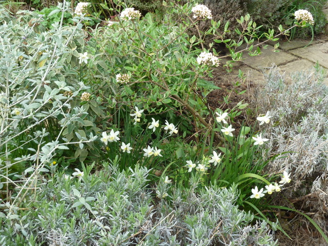 Viorne de Burkwood et narcisses