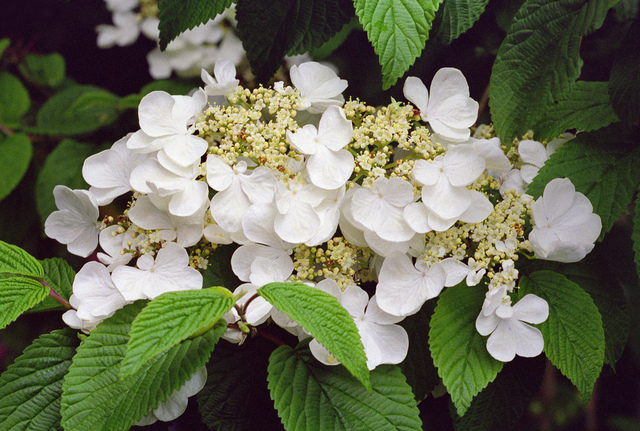 Viorne de Chine - Viburnum plicatum 'Mariesii'