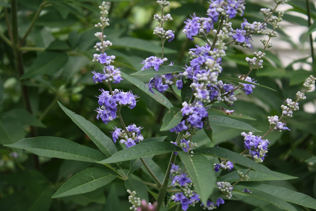 Vitex agnus-castus - Feuilles et fleurs