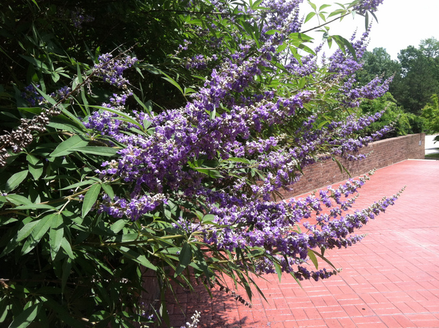 Vitex agnus-castus - Fleurs