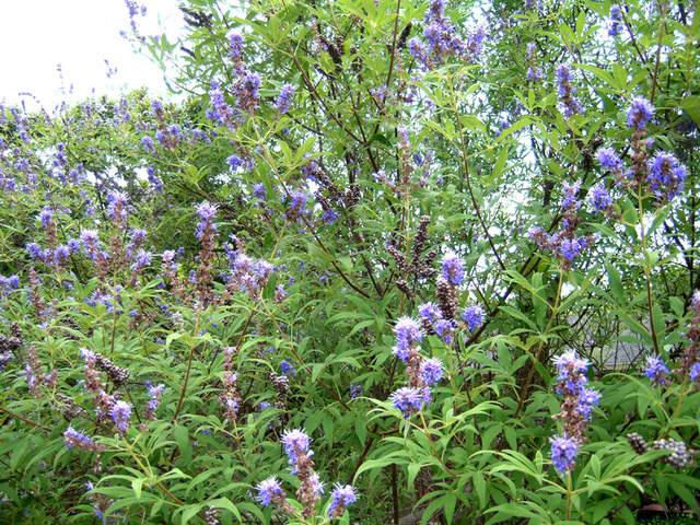 Vitex agnus-castus (Gatillier)