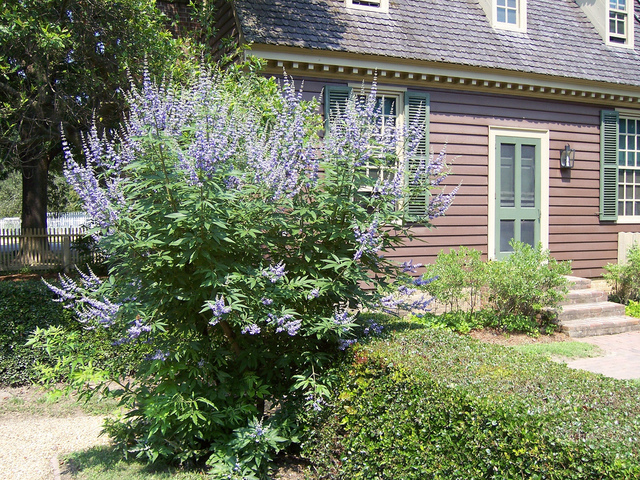 Vitex agnus-castus (Gatillier)