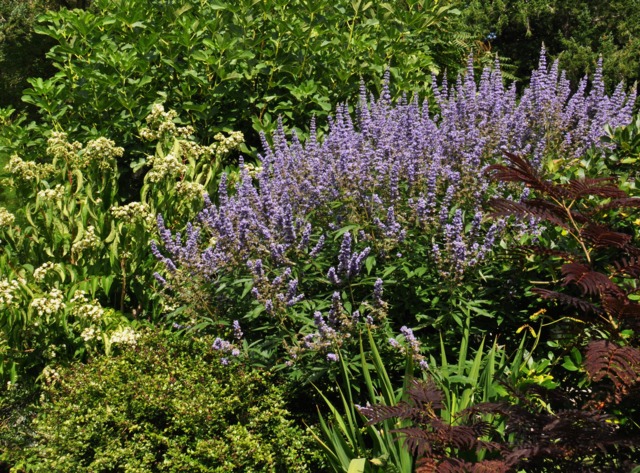 Vitex agnus-castus - Massif