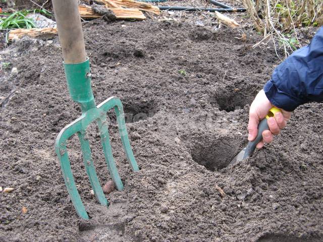 Creusement des trous de plantation