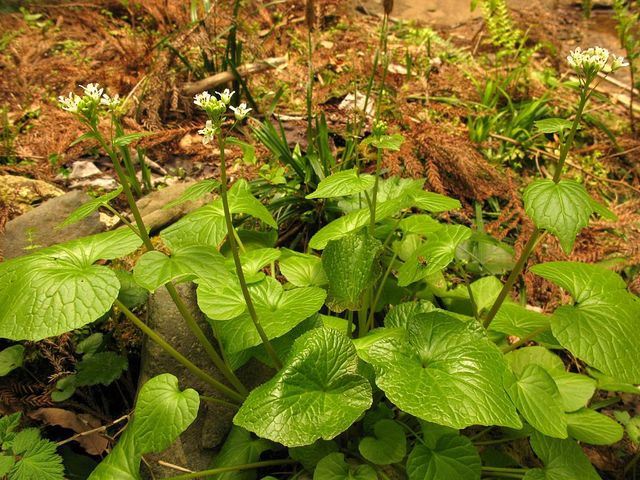 Wasabi, Wasabia japonica