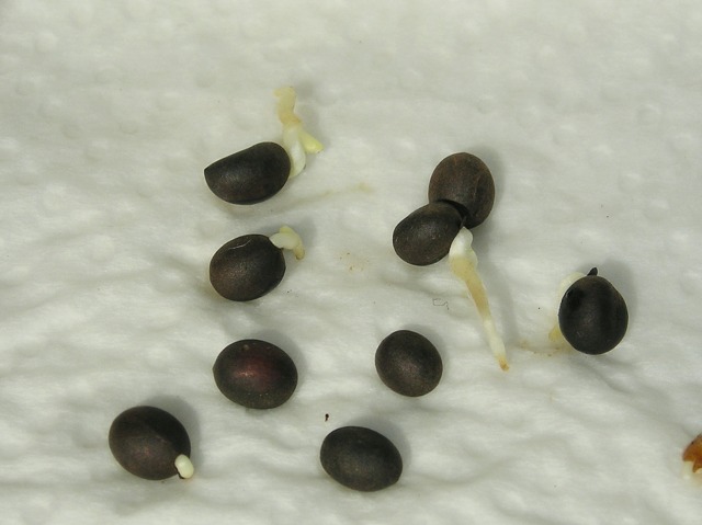 Germination de graines de Washingtonia filifera