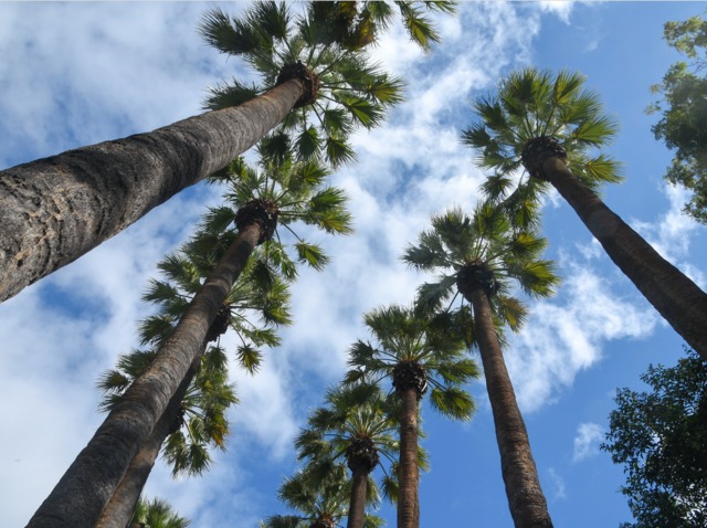 Washingtonia filifera, palmier de Californie