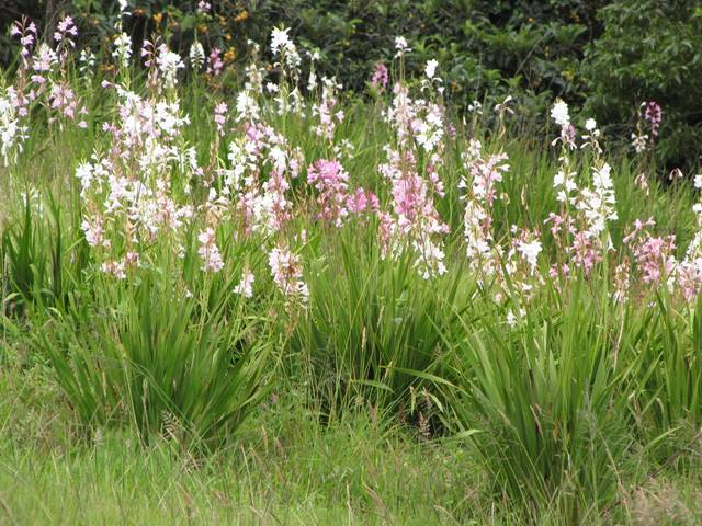 Watsonia borbonica