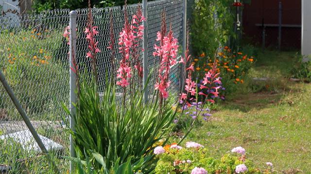 Watsonia borbonica