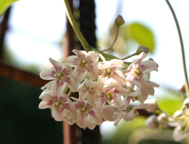 Fleurs de wattakaka (Dregea sinensis)