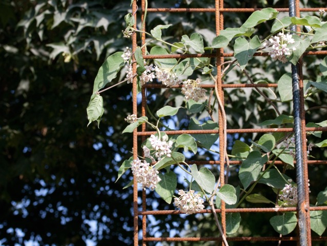 Wattakaka (Dregea sinensis)