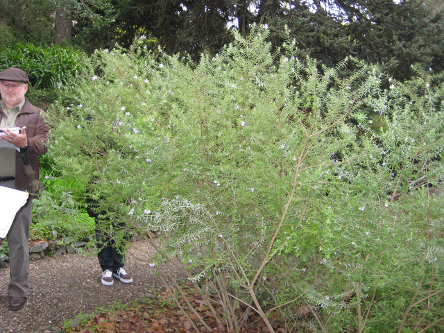 Westringia longifolia, Romarin d'Australie