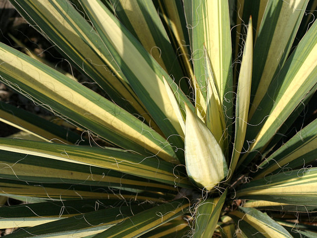 Yucca filamentosa