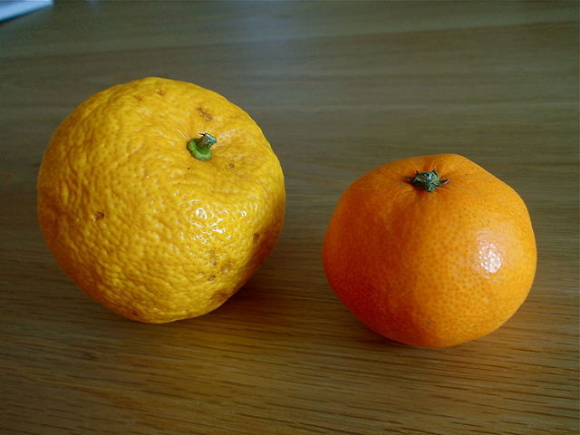 Yuzu à gauche, mandarine à droite