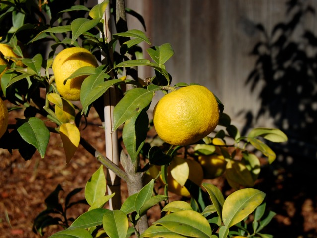 Yuzu (Citrus juno)