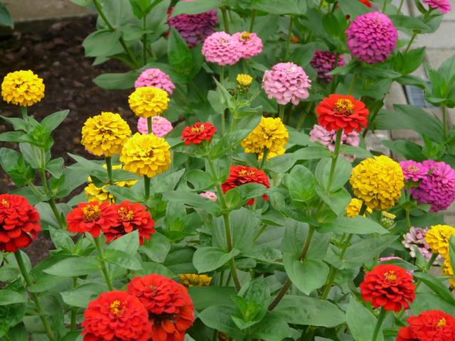 Zinnias variés