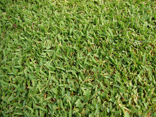 Zoysia japonica