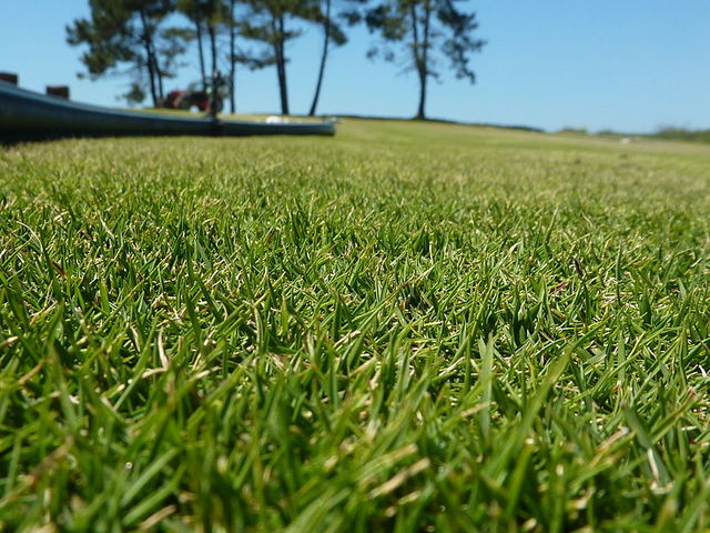 Zoysia tenuifolia - Gazon des Mascareignes