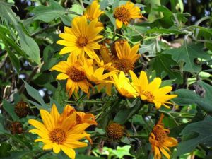 Cultiver et Entretenir le Tithonia, Tournesol Mexicain