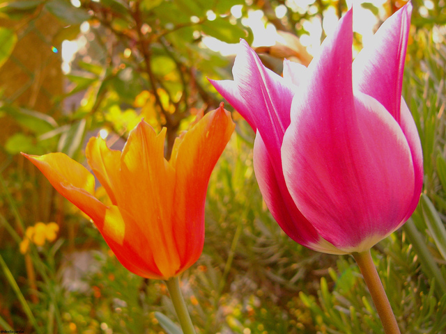 Découvrez la beauté des tulipes au printemps
