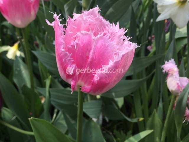 Découvrez les diverses formes de tulipes
