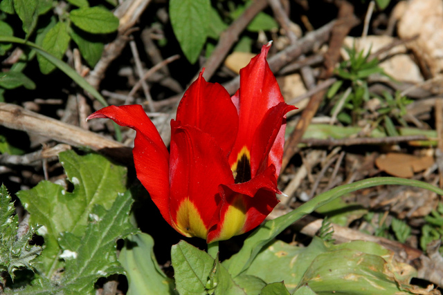 Découvrez les tulipes sauvages de France