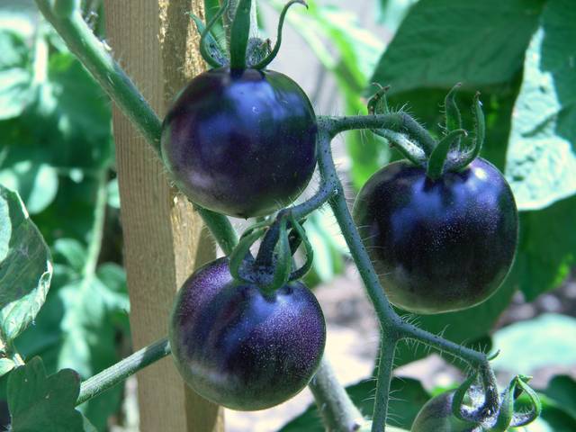Guide des tomates bleues : variétés, culture et astuces