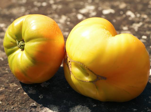 La tomate Ananas : Voyage gustatif pour votre potager
