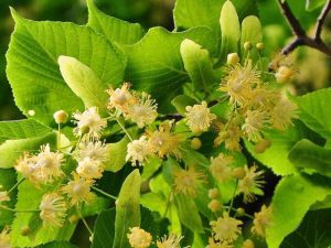 Les Bienfaits Insoupçonnés du Faux-Acacia et du Tilleul