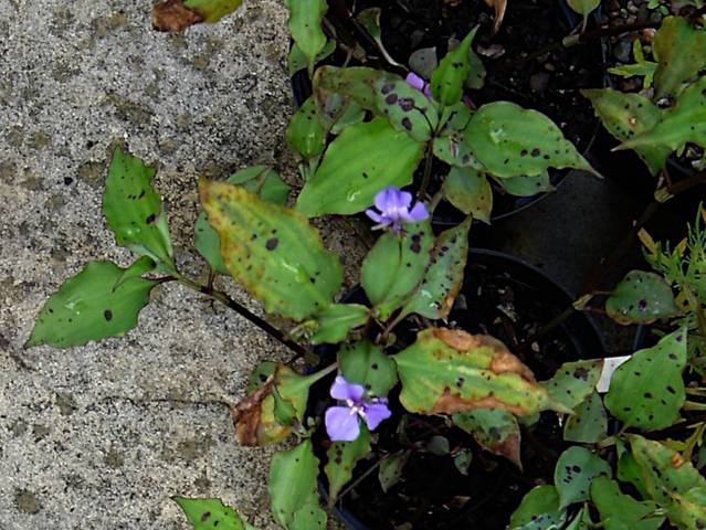 Tinantia pringlei : Plante idéale pour couvrir votre sol