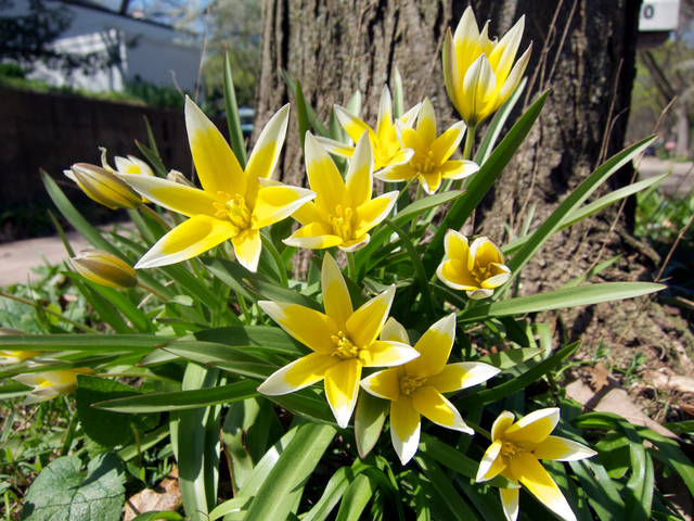 Tulipes botaniques : conseils de plantation et de culture