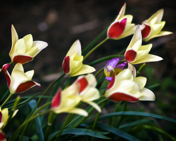 Tulipes botaniques en pot : belle fleur pour balcon et terrasse