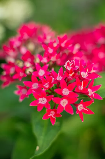 vue rapprochée d'une grappe de fleurs fuchsia pentas