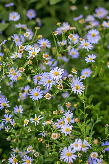 petite fleur violette kalimeris incisa blue star