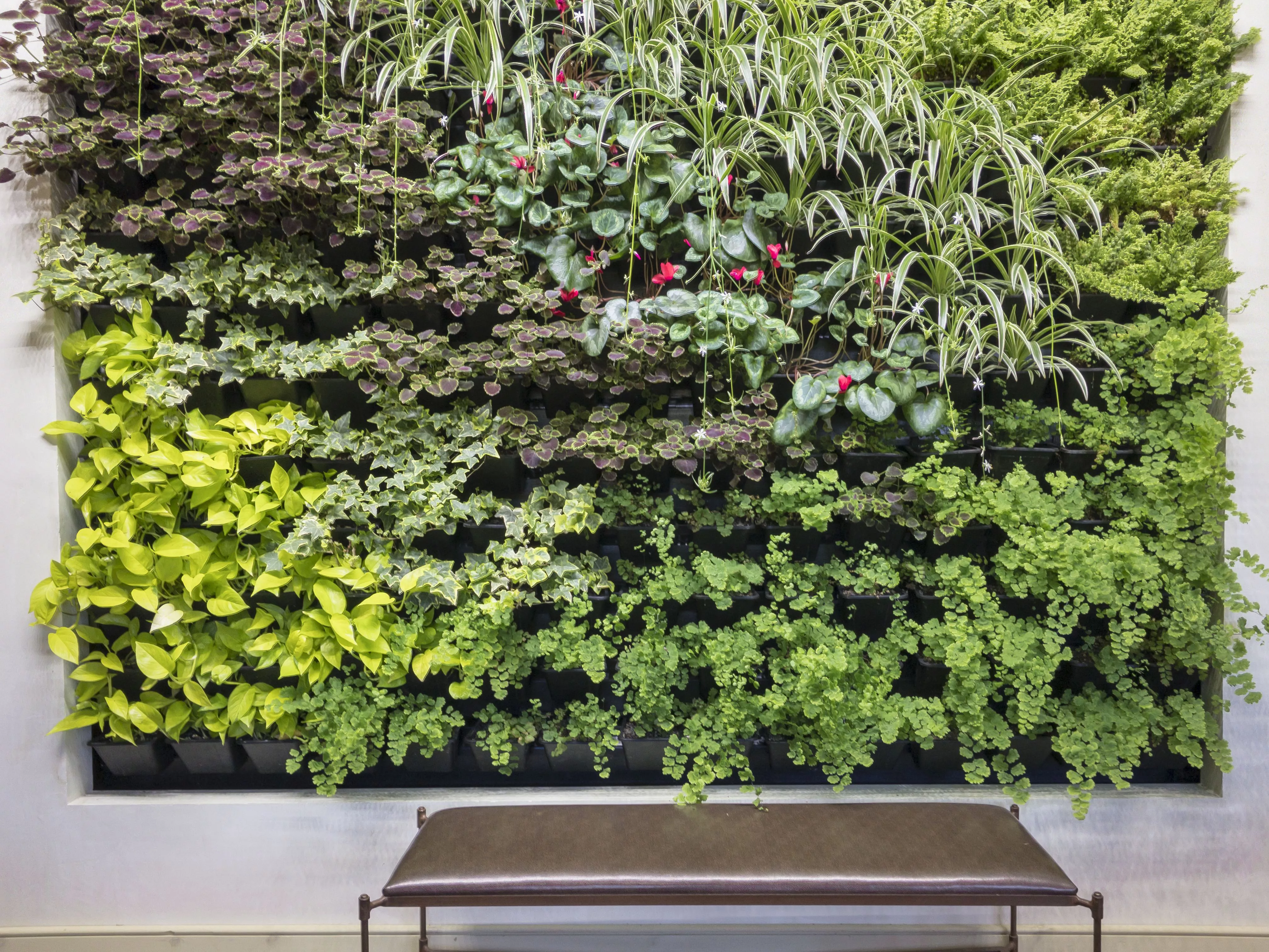Mur végétal d'intérieur composé de plantes avec banc