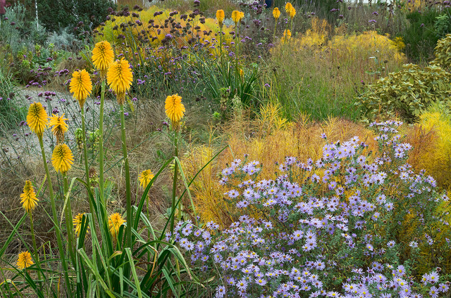 Kniphofia jaunes et asters dans un massif