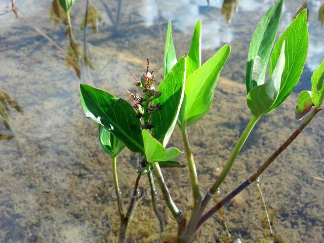 Trèfle d'eau, Menyanthes trifoliata : feuilles