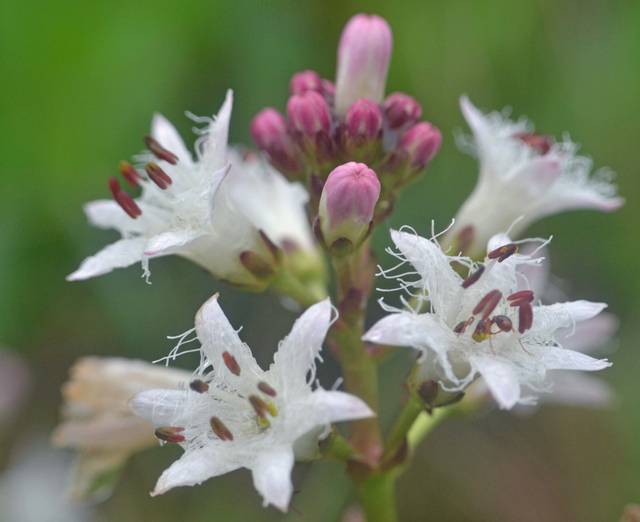 Fleurs de trèfle d'eau (Menyanthes trifoliata)