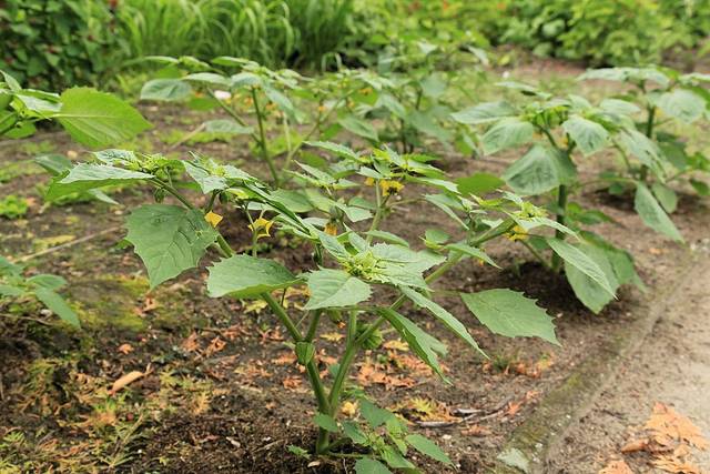 Tomatillo du Mexique : plant en début de saison