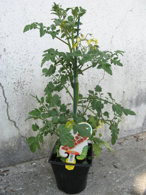 Pied de tomate greffée