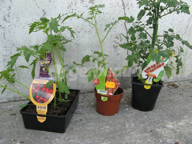 Plants de tomate en godet, barquette et greffée