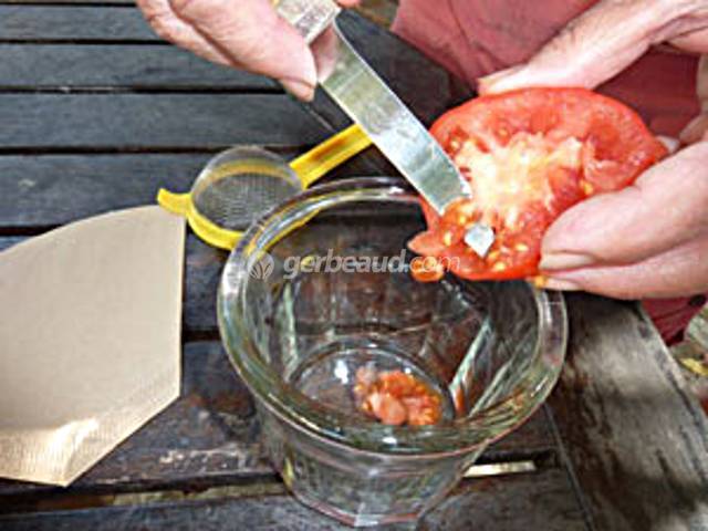 Récupération de graines de tomates