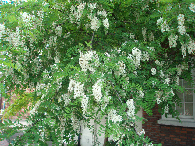 Robinia pseudoacacia en mai