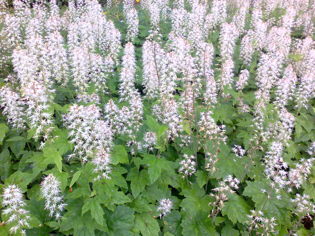 Tiarella cordifolia