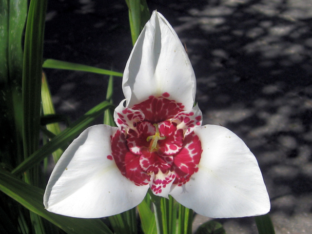 Tigridia blanc, Tigridia pavonia 'Alba'