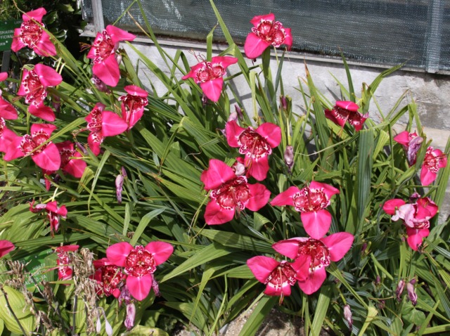 Touffe de tigridia en bordure