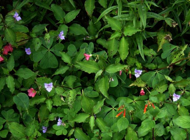 Tinantia pringlei, en couvre-sol avec Cuphea cyanea et Oxalis deppei