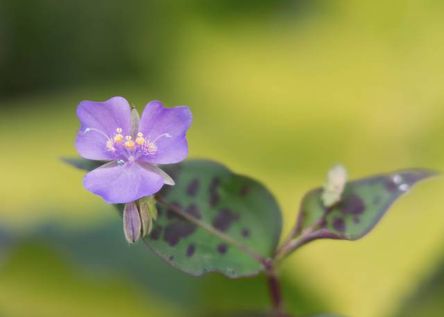 Fleur de tinantia pringlei