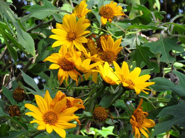 Tithonia diversifolia