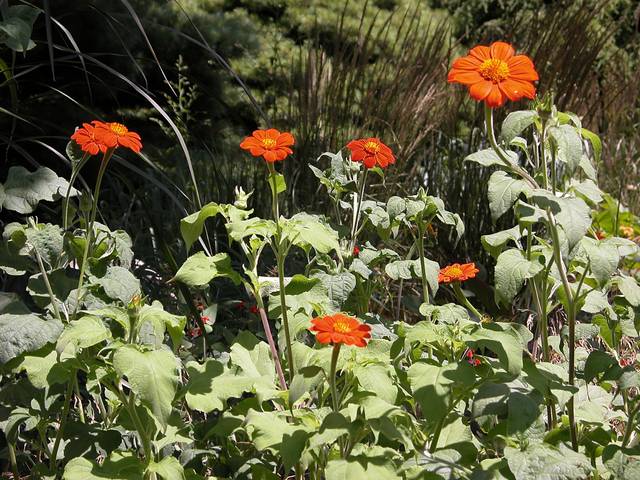 Tithonia rotundifolia